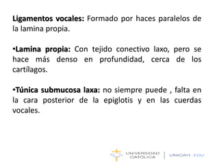Ligamentos vocales: Formado por haces paralelos de
la lamina propia.
•Lamina propia: Con tejido conectivo laxo, pero se
hace más denso en profundidad, cerca de los
cartílagos.
•Túnica submucosa laxa: no siempre puede , falta en
la cara posterior de la epiglotis y en las cuerdas
vocales.
 