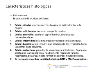 Características histológicas
 Túnica mucosa
Se compone de los tipos celulares:
1. Células ciliadas: muchos cuerpos basales, se extienden hacia la
mucina.
2. Células caliciformes: secretan la capa de mucina.
3. Células en cepillo: borde en cepillo luminal, cubierto por
microvellosidades.
4. Células intemedias: estadios precursores hacia células maduras.
5. Células basales: células madre, que producen la diferenciación hacia
los demás tipos celulares.
6. Células endocrinas: gránulos de secreción característicos. Contienen
serotonina y otros péptidos. Posiblemente regulan la función
respiratoria. Se agrupan para formar los cuerpos neuroepiteliales.
7. Es frecuente encontrar también linfocitos, BALT y MALT mastocitos…
 