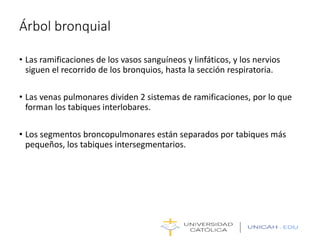Árbol bronquial
• Las ramificaciones de los vasos sanguíneos y linfáticos, y los nervios
siguen el recorrido de los bronquios, hasta la sección respiratoria.
• Las venas pulmonares dividen 2 sistemas de ramificaciones, por lo que
forman los tabiques interlobares.
• Los segmentos broncopulmonares están separados por tabiques más
pequeños, los tabiques intersegmentarios.
 
