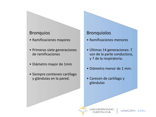 Bronquios
• Ramificaciones mayores
• Primeras siete generaciones
de ramificaciones
• Diámetro mayor de 1mm
• Siempre contienen cartílago
y glándulas en la pared.
Bronquiolos
• Ramificaciones menores
• Últimas 14 generaciones: 7
son de la parte conductora,
y 7 de la respiratoria.
• Diámetro menor de 1 mm.
• Carecen de cartílago y
glándulas
 