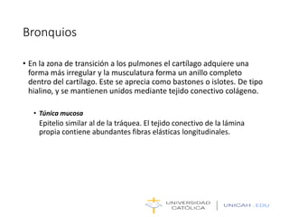Bronquios
• En la zona de transición a los pulmones el cartílago adquiere una
forma más irregular y la musculatura forma un anillo completo
dentro del cartílago. Este se aprecia como bastones o islotes. De tipo
hialino, y se mantienen unidos mediante tejido conectivo colágeno.
• Túnica mucosa
Epitelio similar al de la tráquea. El tejido conectivo de la lámina
propia contiene abundantes fibras elásticas longitudinales.
 