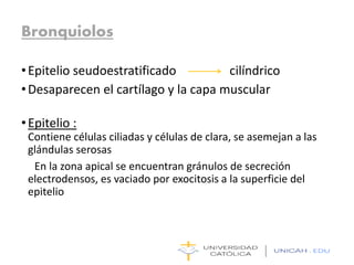 Bronquiolos
•Epitelio seudoestratificado cilíndrico
•Desaparecen el cartílago y la capa muscular
•Epitelio :
Contiene células ciliadas y células de clara, se asemejan a las
glándulas serosas
En la zona apical se encuentran gránulos de secreción
electrodensos, es vaciado por exocitosis a la superficie del
epitelio
 