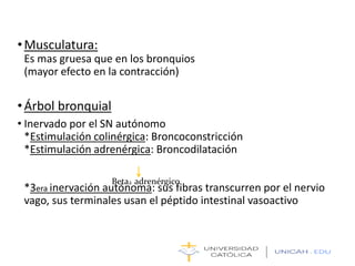 •Musculatura:
Es mas gruesa que en los bronquios
(mayor efecto en la contracción)
•Árbol bronquial
• Inervado por el SN autónomo
*Estimulación colinérgica: Broncoconstricción
*Estimulación adrenérgica: Broncodilatación
*3era inervación autónoma: sus fibras transcurren por el nervio
vago, sus terminales usan el péptido intestinal vasoactivo
Beta2 adrenérgico
 