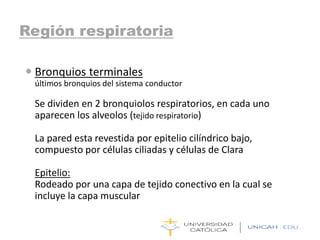 Región respiratoria
 Bronquios terminales
últimos bronquios del sistema conductor
Se dividen en 2 bronquiolos respiratorios, en cada uno
aparecen los alveolos (tejido respiratorio)
La pared esta revestida por epitelio cilíndrico bajo,
compuesto por células ciliadas y células de Clara
Epitelio:
Rodeado por una capa de tejido conectivo en la cual se
incluye la capa muscular
 