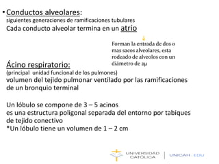 •Conductos alveolares:
siguientes generaciones de ramificaciones tubulares
Cada conducto alveolar termina en un atrio
Ácino respiratorio:
(principal unidad funcional de los pulmones)
volumen del tejido pulmonar ventilado por las ramificaciones
de un bronquio terminal
Un lóbulo se compone de 3 – 5 acinos
es una estructura poligonal separada del entorno por tabiques
de tejido conectivo
*Un lóbulo tiene un volumen de 1 – 2 cm
Forman la entrada de dos o
mas sacos alveolares, esta
rodeado de alveolos con un
diámetro de 2μm
 