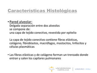 Características Histológicas
•Pared alveolar:
Delgada separación entre dos alveolos
se compone de:
una capa de tejido conectivo, revestida por epitelio
La capa de tejido conectivo contiene fibras elásticas,
colágeno, fibroblastos, macrófagos, mastocitos, linfocitos y
células plasmáticas
• Las fibras elásticas y de colágeno forman un trenzado donde
entran y salen los capilares pulmonares
 