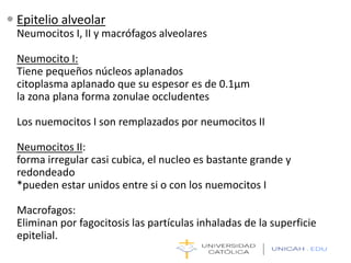 Epitelio alveolar
Neumocitos I, II y macrófagos alveolares
Neumocito I:
Tiene pequeños núcleos aplanados
citoplasma aplanado que su espesor es de 0.1μm
la zona plana forma zonulae occludentes
Los nuemocitos I son remplazados por neumocitos II
Neumocitos II:
forma irregular casi cubica, el nucleo es bastante grande y
redondeado
*pueden estar unidos entre si o con los nuemocitos I
Macrofagos:
Eliminan por fagocitosis las partículas inhaladas de la superficie
epitelial.
 