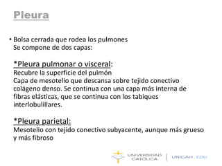 Pleura
• Bolsa cerrada que rodea los pulmones
Se compone de dos capas:
*Pleura pulmonar o visceral:
Recubre la superficie del pulmón
Capa de mesotelio que descansa sobre tejido conectivo
colágeno denso. Se continua con una capa más interna de
fibras elásticas, que se continua con los tabiques
interlobulillares.
*Pleura parietal:
Mesotelio con tejido conectivo subyacente, aunque más grueso
y más fibroso
 
