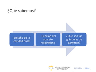 ¿Qué sabemos?
Epitelio de la
cavidad nasal
Función del
aparato
respiratorio
¿Qué son las
glándulas de
Bowman?
 