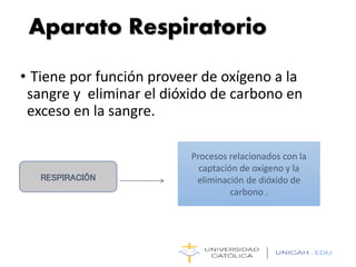 Aparato Respiratorio
• Tiene por función proveer de oxígeno a la
sangre y eliminar el dióxido de carbono en
exceso en la sangre.
RESPIRACIÓN
Procesos relacionados con la
captación de oxígeno y la
eliminación de dióxido de
carbono .
 