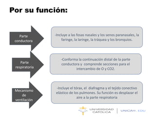 Parte
conductora
Mecanismo
de
ventilación
Parte
respiratoria
Por su función:
-Incluye a las fosas nasales y los senos paranasales, la
faringe, la laringe, la tráquea y los bronquios.
-Conforma la continuación distal de la parte
conductora y comprende secciones para el
intercambio de O y CO2.
-Incluye el tórax, el diafragma y el tejido conectivo
elástico de los pulmones. Su función es desplazar el
aire a la parte respiratoria
 