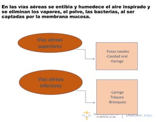 Vías aéreas
superiores
--Fosas nasales
-Cavidad oral
-Faringe
Vías aéreas
inferiores
-Laringe
Tráquea
-Bronquios
En las vías aéreas se entibia y humedece el aire inspirado y
se eliminan los vapores, el polvo, las bacterias, al ser
captadas por la membrana mucosa.
 