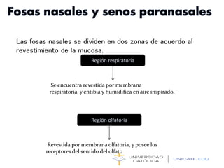 Las fosas nasales se dividen en dos zonas de acuerdo al
revestimiento de la mucosa.
Región respiratoria
Se encuentra revestida por membrana
respiratoria y entibia y humidifica en aire inspirado.
Región olfatoria
Revestida por membrana olfatoria, y posee los
receptores del sentido del olfato
 
