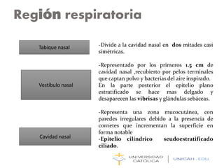 Región respiratoria
Tabique nasal
Vestíbulo nasal
Cavidad nasal
-Divide a la cavidad nasal en dos mitades casi
simétricas.
-Representado por los primeros 1.5 cm de
cavidad nasal ,recubierto por pelos terminales
que captan polvo y bacterias del aire inspirado.
En la parte posterior el epitelio plano
estratificado se hace mas delgado y
desaparecen las vibrisas y glándulas sebáceas.
-Representa una zona mucocutánea, con
paredes irregulares debido a la presencia de
cornetes que incrementan la superficie en
forma notable
-Epitelio cilíndrico seudoestratificado
ciliado.
 