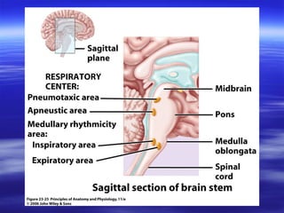 Comprehensive Overview of Respiratory System Physiology and Gas ...