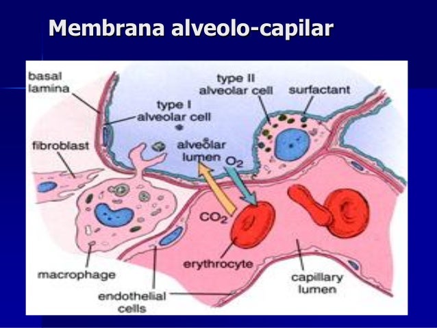 Elementos De La Membrana Alveolo Capilar