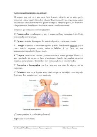 ¿Cómo se realiza el proceso de respirar?

El oxígeno que está en el aire vuela hacia la nariz, iniciando así un viaje que ...