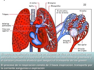 El aparato respiratorio consta de un sistema de vías de conducción; una porción respiratoria a cuyo nivel se realizan los intercambios gaseosos y el corazón (músculo elástico que asegura el transporte de los gases).  El proceso de la respiración consta de 3 fases inspiración, transporte por la corriente sanguínea e expiración 22 
