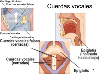Cuerdas vocales 7 