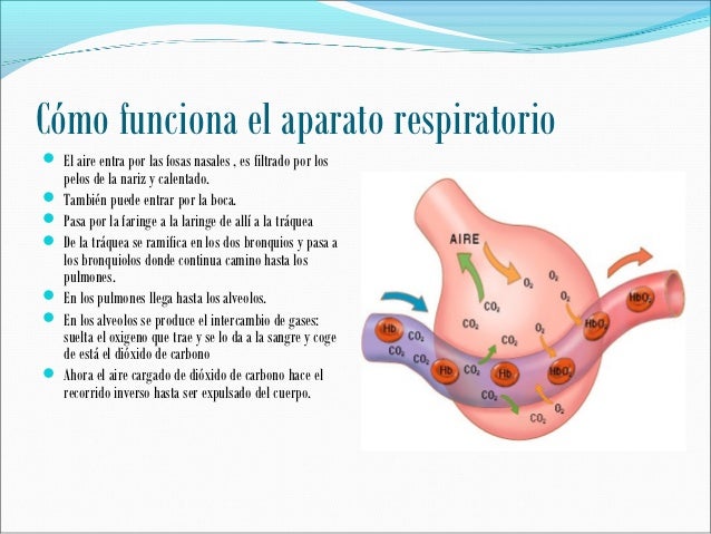 Aparato respiratorio1