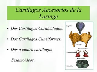 Cartílagos Accesorios de la Laringe Dos Cartílagos Corniculados. Dos Cartílagos Cuneiformes. Dos o cuatro cartílagos Sesamoideos. 