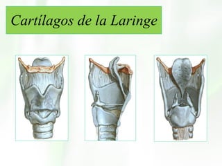 Cartílagos de la Laringe 