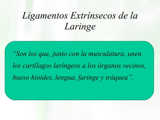 Ligamentos Extrínsecos de la Laringe    “ Son los que, junto con la musculatura, unen los cartílagos laríngeos a los órganos vecinos, hueso hioides, lengua, faringe y tráquea”. 