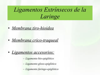 Ligamentos Extrínsecos de la Laringe Membrana tiro-hioidea   Membrana crico-traqueal Ligamentos accesorios: Ligamento hio-epiglótico Ligamento gloso-epiglótico Ligamento faringo-epiglótico 