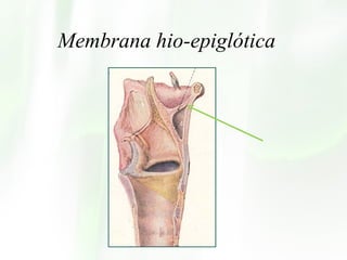 Membrana hio-epiglótica 