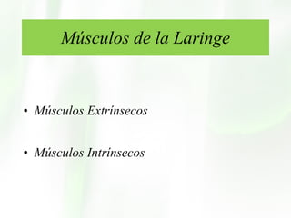 Músculos de la Laringe Músculos Extrínsecos Músculos Intrínsecos 