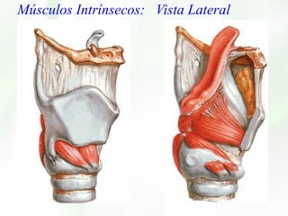 Músculos Intrínsecos:  Vista Lateral 