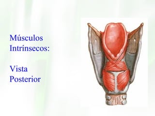 Músculos Intrínsecos: Vista  Posterior 