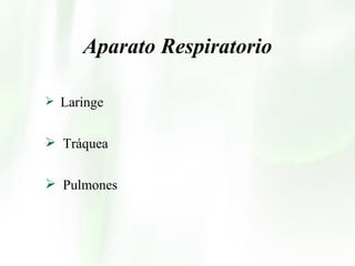 Aparato Respiratorio Laringe Tráquea Pulmones 