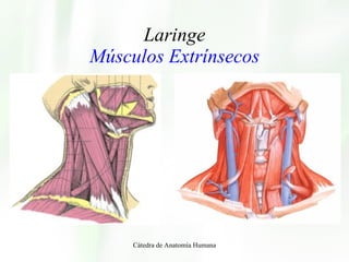 Laringe Músculos Extrínsecos Cátedra de Anatomía Humana 