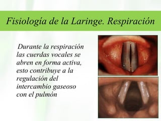 Fisiología de la Laringe. Respiración Durante la respiración las cuerdas vocales se abren en forma activa, esto contribuye a la regulación del intercambio gaseoso con el pulmón 