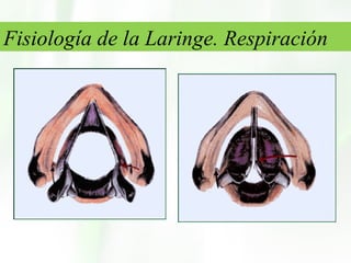 Fisiología de la Laringe. Respiración 