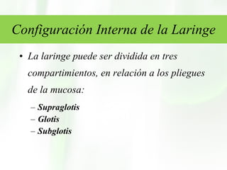 Configuración Interna de la Laringe La laringe puede ser dividida en tres compartimientos, en relación a los pliegues de la mucosa: Supraglotis Glotis Subglotis 