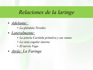 Relaciones de la laringe Adelante:  La glándula Tiroides Lateralmente: La arteria Carótida primitiva y sus ramas La vena yugular interna El nervio Vago Atrás:  La Faringe 