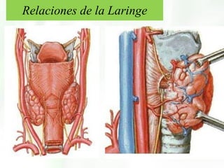 Relaciones de la Laringe 