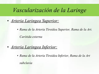 Vascularización de la Laringe Arteria Laringea Superior: Rama de la Arteria Tiroidea Superior, Rama de la Art. Carótida externa Arteria Laringea Inferior: Rama de la Arteria Tiroidea Inferior, Rama de la Art subclavia 