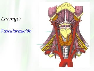 Laringe:  Vascularización 