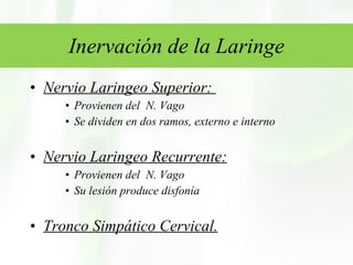 Inervación de la Laringe Nervio Laringeo Superior:  Provienen del  N. Vago Se dividen en dos ramos, externo e interno Nervio Laringeo Recurrente: Provienen del  N. Vago Su lesión produce disfonía Tronco Simpático Cervical. 