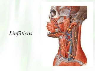 Linfáticos 