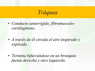 Tráquea Conducto semirrígido, fibromusculo-cartilaginoso. A través de él circula el aire inspirado y expirado. Termina bifurcándose en un bronquio fuente derecho y otro izquierdo. 