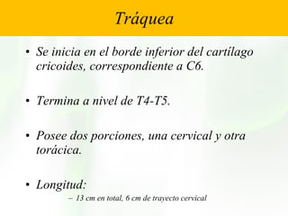 Tráquea Se inicia en el borde inferior del cartílago cricoides, correspondiente a C6. Termina a nivel de T4-T5. Posee dos porciones, una cervical y otra torácica. Longitud: 13 cm en total, 6 cm de trayecto cervical 