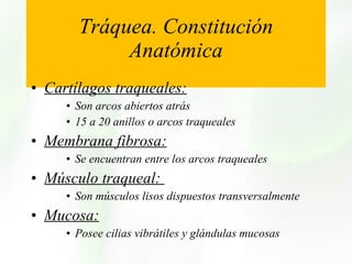 Tráquea. Constitución Anatómica   Cartílagos traqueales: Son arcos abiertos atrás  15 a 20 anillos o arcos traqueales Membrana fibrosa: Se encuentran entre los arcos traqueales Músculo traqueal:  Son músculos lisos dispuestos transversalmente Mucosa: Posee cilias vibrátiles y glándulas mucosas 