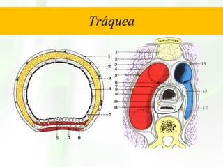 Tráquea 