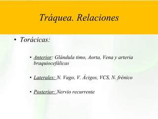 Tráquea. Relaciones   Torácicas: Anterior : Glándula timo, Aorta, Vena y arteria braquiocefálicas Laterales:  N. Vago, V. Ácigos, VCS, N. frénico Posterior:  Nervio recurrente 