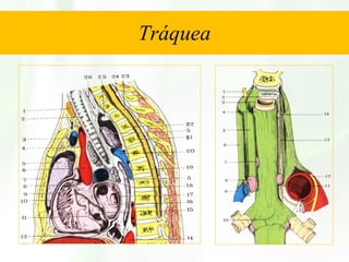 Tráquea 