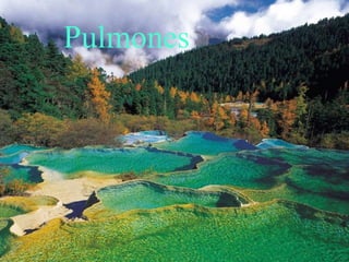 Pulmones 